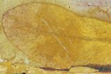 3.7" Fossil Seed Fern (Glossopteris) Plate - Australia - #129614-1